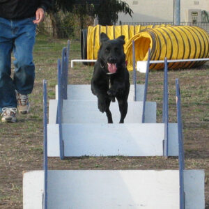 Flyball-Action