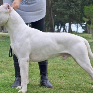 Dogo Argentino Sylwetka