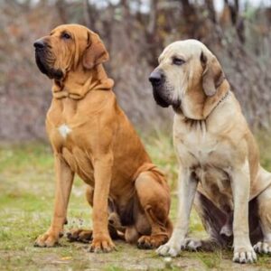 fila-brasileiro-03